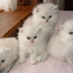 Chunky Teacup persian , 9 Charming Tea Cup Persian Cat In Cat Category