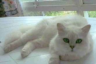 Cute Cat Breed , 9 Good Grooming Persian Cats In Cat Category
