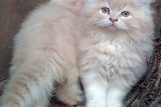 Cute Persian Kittens , 8 Beautiful Persian Names For Cats In Cat Category