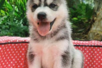 Dog , 9 Beautiful Siborgi Puppies : Cute Siberian Huskies