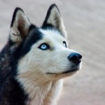 Cute Siberian Huskies , 9 Beautiful Siborgi Puppies In Dog Category