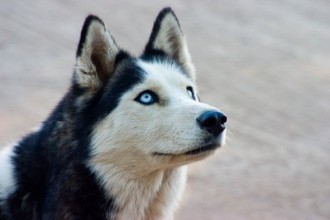 Cute Siberian Huskies , 9 Beautiful Siborgi Puppies In Dog Category