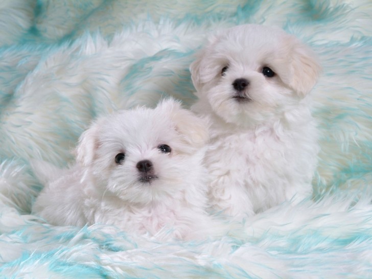 Dog , 8 Cute Puppies For Sale In Williamsport Pa : Cute White Puppies