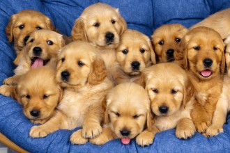 Cute Puppies , 8 Cute Puppies For Sale In Williamsport Pa In Dog Category