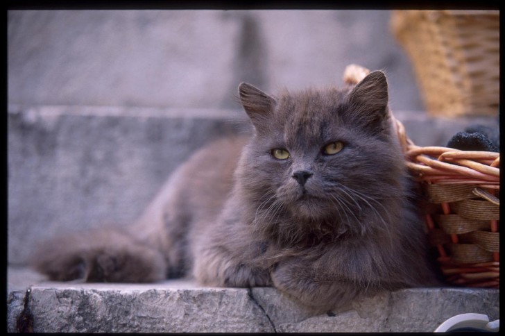 Cat , 8 Charming Different Types Of Persian Cats : Different Types Of Cats