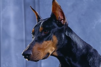 Doberman Pinscher Information , 8 Cool Warlock Doberman Puppies For Sale In Dog Category