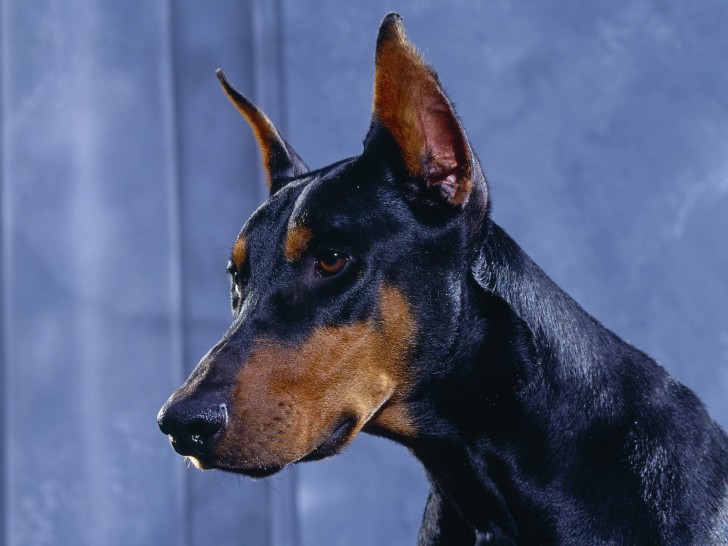 Dog , 8 Cool Warlock Doberman Puppies For Sale : Doberman Pinscher Information