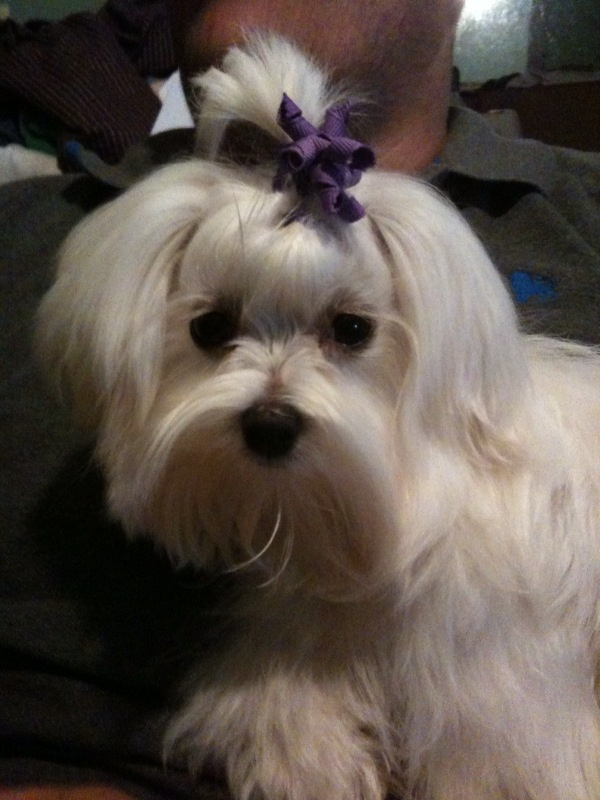 Dog Grooming in Butterfly