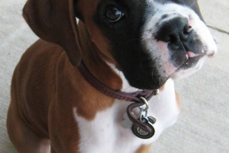 Dogs Boxer Puppies , 9 Amazing Boxer Puppies Spokane Wa In Dog Category