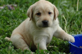Dogs And Puppies , 8 Cute Puppies For Sale In Williamsport Pa In Dog Category