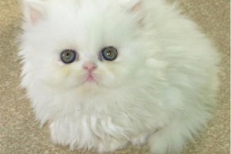 Doll Face Cream Color , 8 Unique Doll Faced Persian Cats In Cat Category