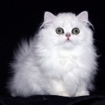 Doll Faced Persian Cat , 7 Gorgeous Doll Face Persian Cats For Sale In Cat Category