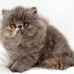 Exotic Cat Pictures , 7 Nice Exotic Shorthair Persian Cat In Cat Category