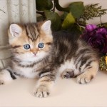  Exotic Persian Kitten , 7 Cool Short Haired Persian Cats For Sale In Cat Category
