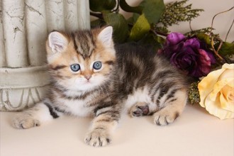  Exotic Persian Kitten , 7 Cool Short Haired Persian Cats For Sale In Cat Category