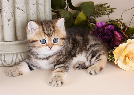 Cat , 7 Cool Short Haired Persian Cats For Sale :  Exotic Persian Kitten