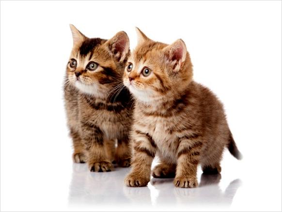 Exotic Persian Kittens