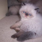Exotic Persian Short , 7 Cool Short Haired Persian Cats For Sale In Cat Category