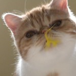 Exotic Persian Short Hair , 8 Fabulous Shorthair Persian Cat In Cat Category