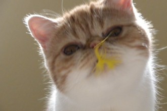 Exotic Persian Short Hair , 8 Fabulous Shorthair Persian Cat In Cat Category