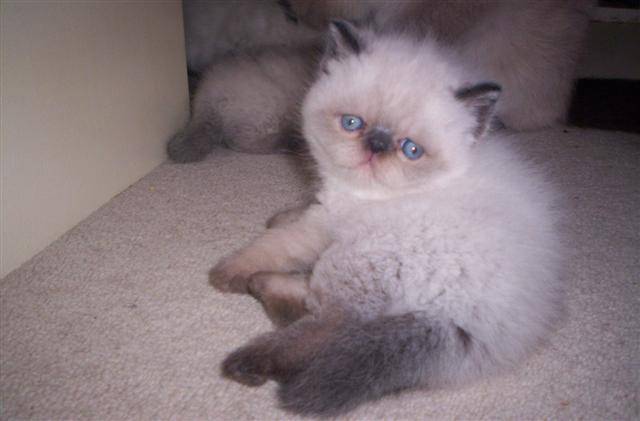 Cat , 7 Cool Short Haired Persian Cats For Sale : Exotic Persian Short