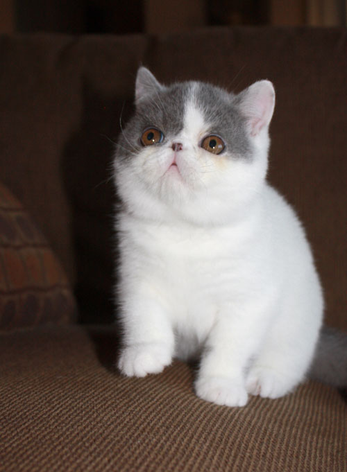 Cat , 7 Cute Persian Shorthair Cat : Exotic Shorthair Cats