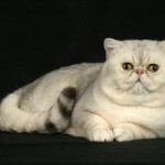Exotic Shorthair Cats , 7 Nice Exotic Shorthair Persian Cat In Cat Category