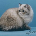 Exotic Shorthair Cats , 4 Good Persian Cat Personality Traits In Cat Category