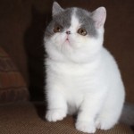 Exotic Shorthair Cats , 8 Fabulous Shorthair Persian Cat In Cat Category