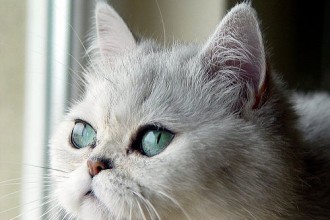 Exotic Shorthair Persians , 7 Cute Persian Shorthair Cat In Cat Category