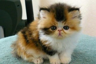 Exotic Shorthair Kittens , 7 Nice Exotic Shorthair Persian Cat In Cat Category