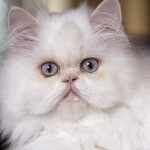 Facts about Persian cats , 7 Charming Facts About Persian Cats In Cat Category
