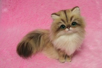 Felted Golden Persian Cat , 6 Cute Mini Persian Cats In Cat Category