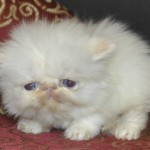 Flame Point Himalayan Kittens , 5 Charming Persian Cats For Sale In Miami In Cat Category