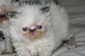 Full Persian Himalayan Kittens , 7 Charming Persian Himalayan Cat In Cat Category