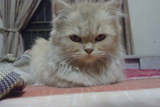 Girl Pet Names , 6 Charming Persian Cat Names Female In Cat Category