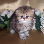 Golden Classic Tabby , 7 Awesome Teacup Persian Cat In Cat Category