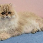 Golden Persian Picture , 9 Nice Persian Cat Eye Care In Cat Category