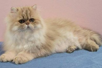 Golden Persian Picture , 9 Nice Persian Cat Eye Care In Cat Category