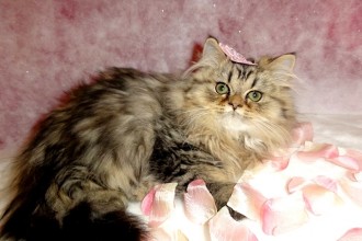Golden Shaded Female , 5 Charming Persian Cats For Sale In Miami In Cat Category