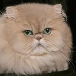 Golden persian cat , 8 Charming Persian Cat Facts In Cat Category