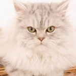 Gorgeous Persian Kitten  , 9 Fabulous Persian Cats And Allergies In Cat Category