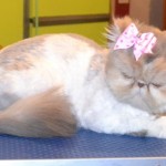 Grooming Cat , 8 Cute Grooming A Persian Cat In Cat Category