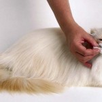Grooming Persian Cats , 8 Cute Grooming A Persian Cat In Cat Category