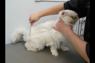 Grooming a Persian Cat in Plants
