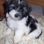Havanese Dog Breed Puppies , 7 Cute Yuppy Puppy Havanese In Dog Category