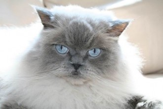 Himalayan Cat , 6 Persian Cat Allergies To Consider In Cat Category
