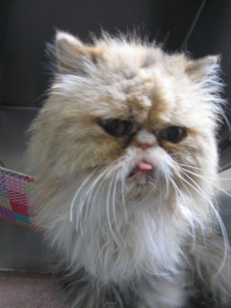 Cat , 8 Cute Persian Cat Behavior : Himalayan Cat