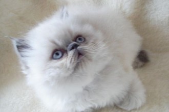 Himalayan Colour , 9 Cute Persian Himalayan Cat Rescue In Cat Category