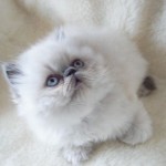 Himalayan Colour , 8 Charming Persian Cats Rescue In Cat Category